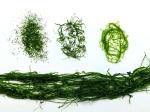 HACCP Sustainably Harvested 350g Mossy Green Prolifera Ulva Seaweed Added In