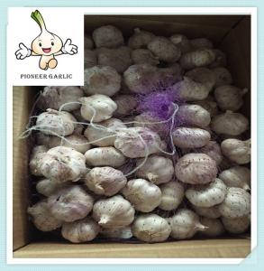 China 2016 New Crop Fresh Garlic Exporting Chinese Garlic In Small Pack factory