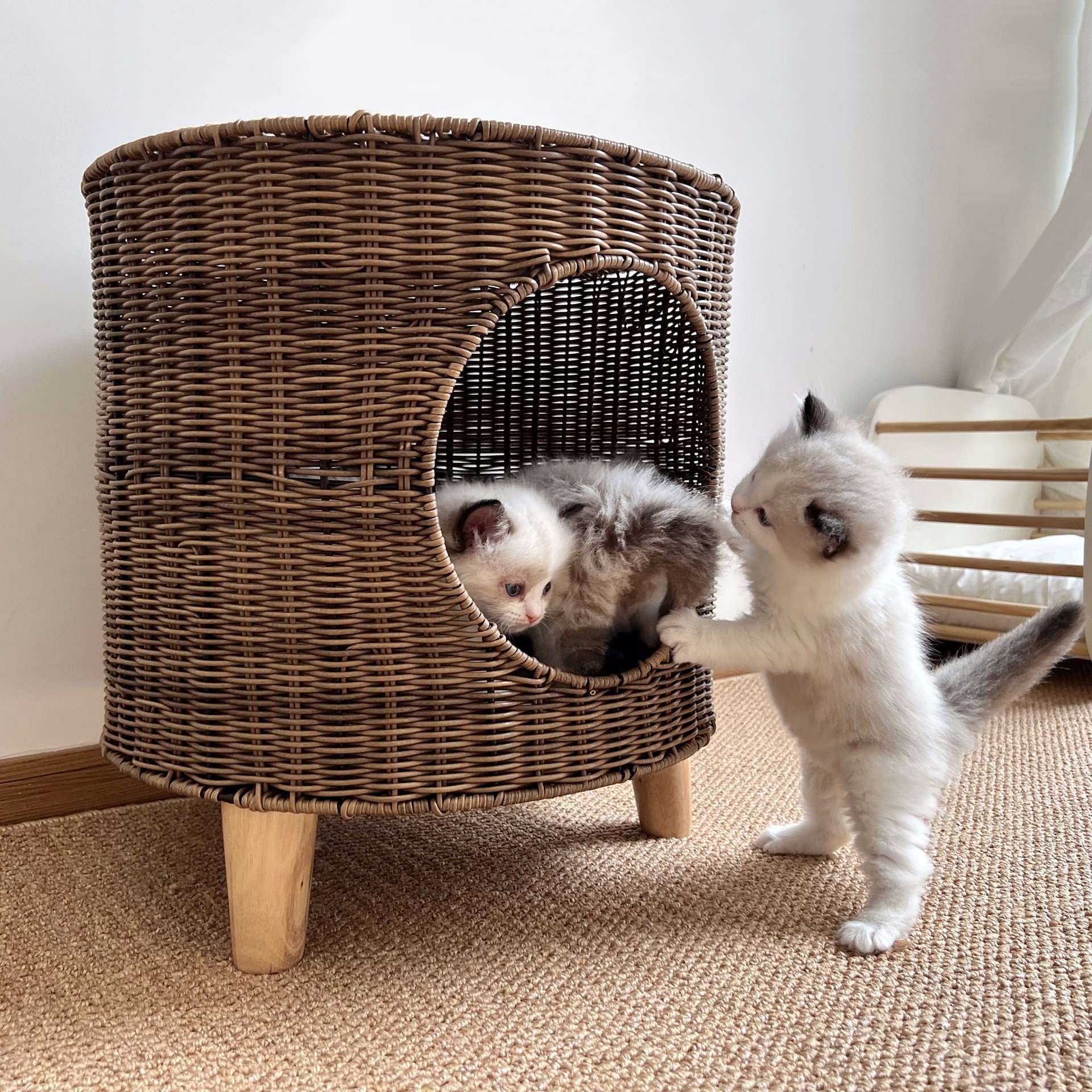 extra large cat cave