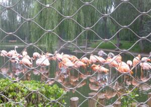 China 316 Ferrule Stainless Steel Bird Mesh Weather Resistant For Black Oxide Zoo Wire Mesh factory