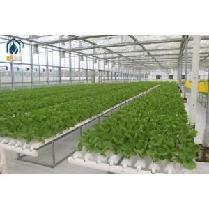 NFT Hydroponic Lettuce Hydroponic System With PVC Tube Hydroponic Setup