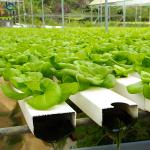 Large Size Commercial Lettuce Greenhouse With Hydroponic Growing Systems