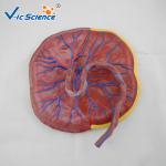 Professional Human Anatomical Model Medical Placental Model Attached To