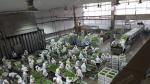 Automatic Bubble Fruit And Vegetable Apricot Washing Cleaning Equipment Line