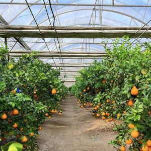 China Multi-Span Greenhouse with Advanced Irrigation About Shipping Cost and Delivery Time on sale