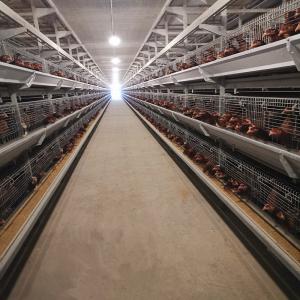 China 380/220V Layer Farming Cage , Q235 Chicken Laying Eggs Cage factory