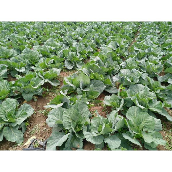 China Healthy Small Head Cabbage , Lower Cholesterol Levels Ball Cabbage factory