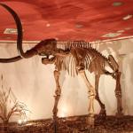 Weather Resistant Dinosaur Skeleton Replica / Dinosaur Bone Replicas