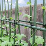 Greenhouse 20mm 6ft Tomato Plastic Coated Metal Garden Canes