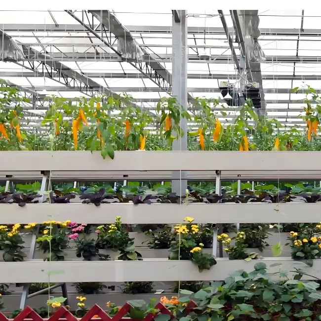 Multi Span Metel frame Smart type Venlo Polycarbonate Greenhouse for Agricultural