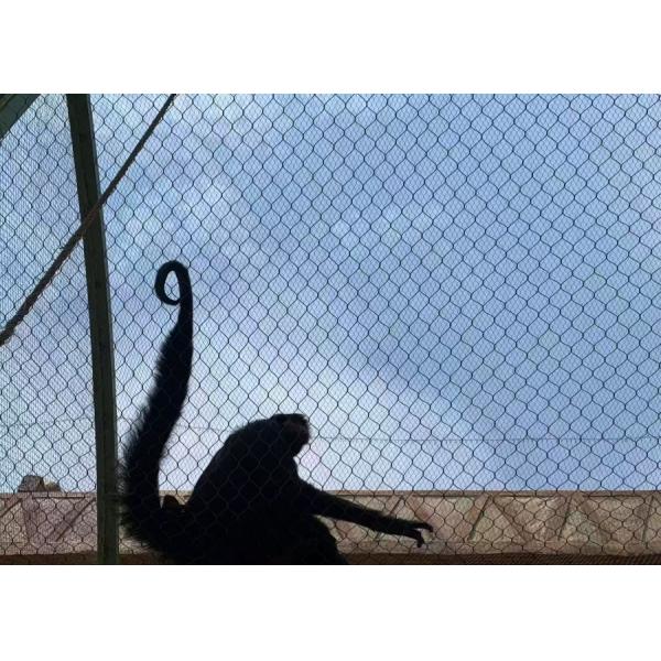 304 Stainless Steel 1.2mm Diameter 20mm Rope Mesh For Bird And Animal Net