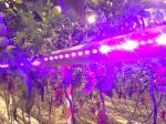 Greenhouse SMD3535 Red 660nm 665nm LED Grow Light Chip