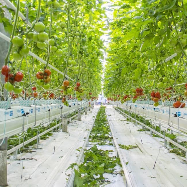 Energy-Saving Smart PC Sheet Venlo Tomato Greenhouse