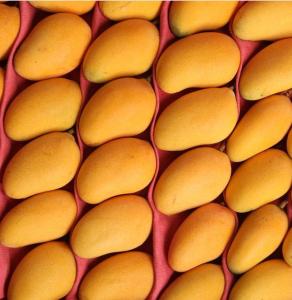 China 2t/H Raw Mango Juice Processing Machine 300 - 500ml Bottle factory