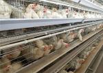 South Africa Livestock Farming Equipment Galvanized Frame Modern Design