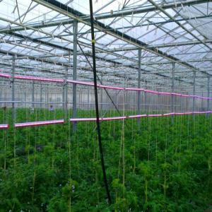China Hydroponic Growing System Green House Multi Span Agriculture Greenhouses Growing Lettuce Cucumber factory