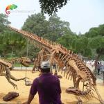 Park Decoration Dinosaur Fossil Replicas Life Size Tsintaosaurus Skeleton