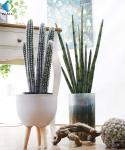 Garden Decoration Artificial Potted Plants , Desert Tropical Cactus Plant Pot