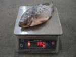 Export Tilapia Whole Round, Tilapia Gutted & Scaled