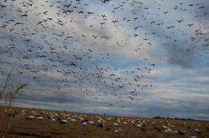 China 4 Northwind Hovering Windsock Snow Goose Decoys factory