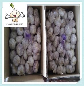China Pure White Garlic Chinese fresh white garlic fresh red purple garlic factory