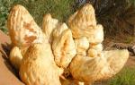 100% Natural Cistanche Tubulosa Extract/Total glycosides 40%/Echinacoside10%