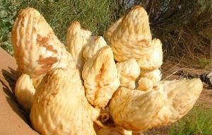 China 100% Natural Cistanche Tubulosa Extract/Total glycosides 40%/Echinacoside10%/Acteoside 4% factory