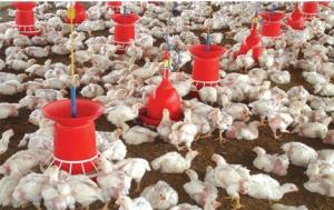 China automatic poultry equipments of feeder factory