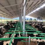 Low Cost Livestock Shelter Dairy Farm Barn Steel Structure Cow Shed For Live