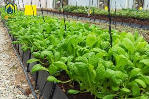 China Plastic Hydroponic Tomato Planting Trough PP Roll Black White For Soilless Cultivation factory