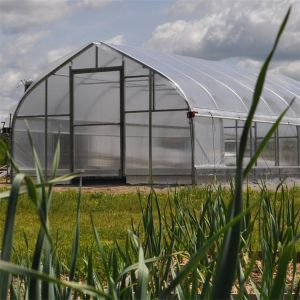 Invernadero Gothic Arch Single Span Greenhouse Galvanized 48mm Pipe Width 26ft