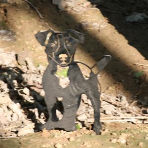 China Weather Resistant Garden Metal Ornaments Decoration Yard Dog Shape factory