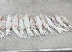 China Freshness Squid Dried Fish Chinensis 18cm - 25cm Iso Certification factory