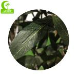 Wholesale Realistic 180cm Artificial Olive Tree For Garden Indoor Decoration