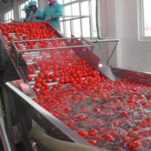 Carrot Washing And Peeling Machine Stainless Steel Carrot Processing Equipment