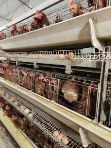 China Full Automatic Laying Chicken Cages Egg Layer Cage For Africa Poultry Hens Farms factory
