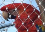 stainless steel aviary mesh