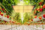Dimmable AC 265V SMD2835 Quantum Board Led Grow Lights