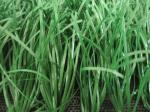 PP/PE UV Resistant Artificial Football Fake Grass For Soccer Lawn Sports