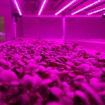 High Efficiency Directly Plug 30w Led Grow Light With 50,000 Working Hours
