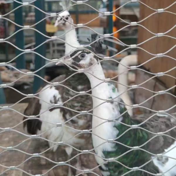 China 316 Stainless Steel Flexible Cable Mesh Netting for Bird Aviary factory