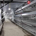 Poultry Feeding Line Broiler Farming Equipment With Automatic Feeders And