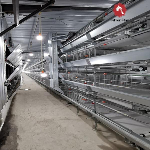 Poultry Feeding Line Broiler Farming Equipment With Automatic Feeders And