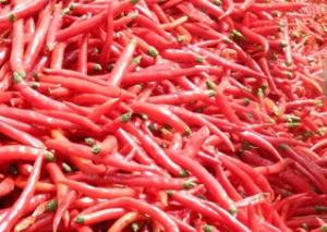 China Spicy Dried 1KG Birds Eye Chilli Ingredients Delivering Unmatched Flavor factory