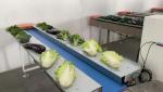 600mm Fresh Vegetable Packaging Machine