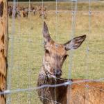 High Tensile Woven Farm Wire Mesh Fence For Protection Deer 10-200m Roll