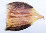 Sweet Squid Body Raw Material 45-55% Moisture For Fresh Grilled Squid