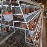 A Type Battery Layer Chicken Cage For Poultry 5 Door 195*41*41cm
