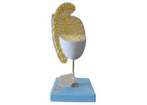 China Magnified Testicle Model for Medical Colleges , Schools Training factory