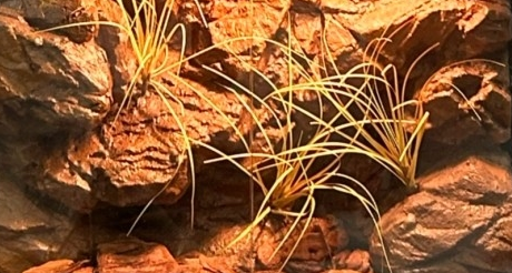 China Water Retardant Reptile Enclosure Background Mildew Proof Lizard Enclosure Background factory